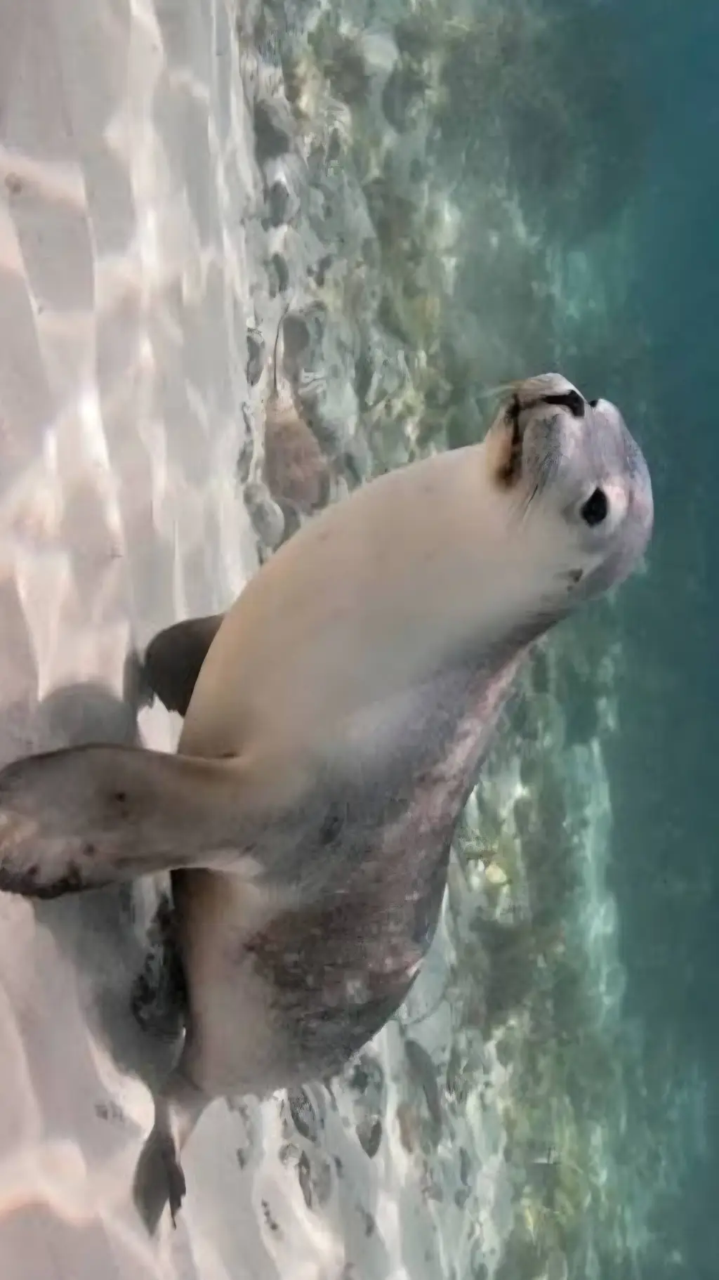 ai character: Wise seal background