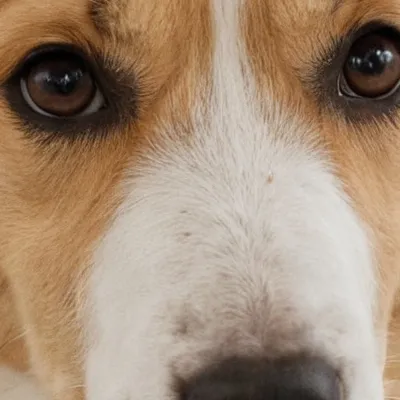 chat with ai character: Ella the dog 