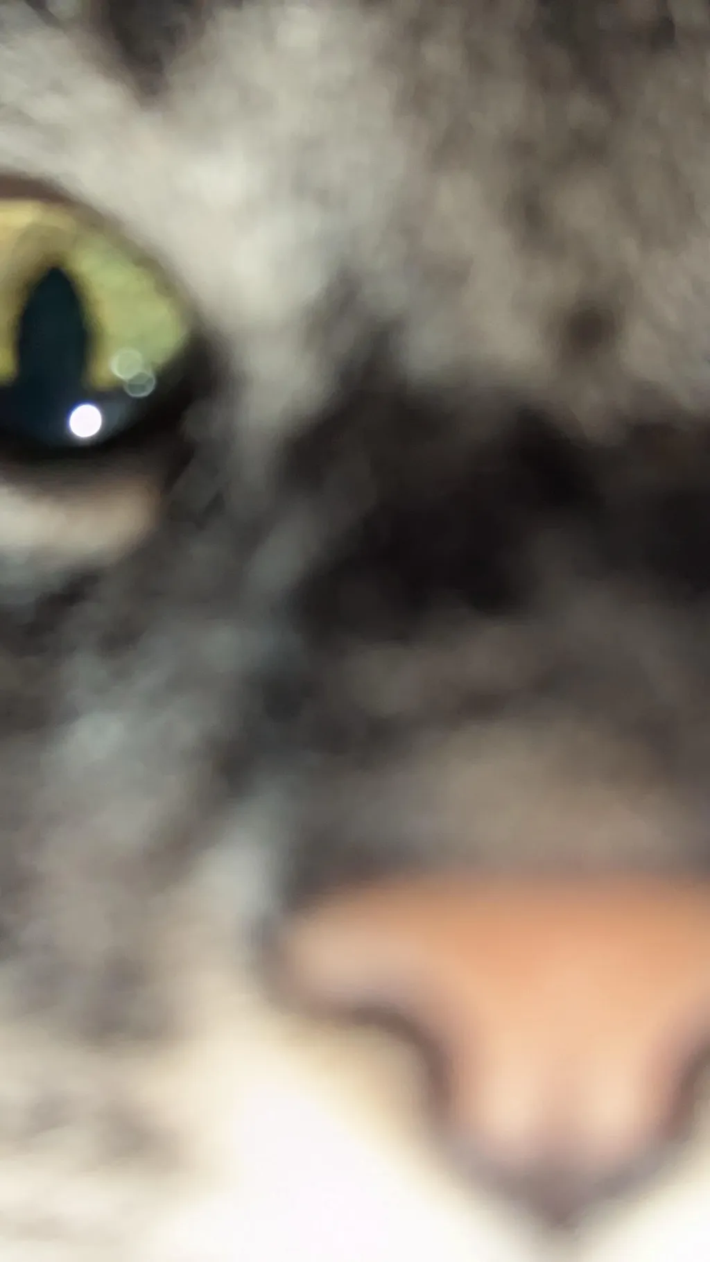 ai character: Mÿ irl cat :3 background