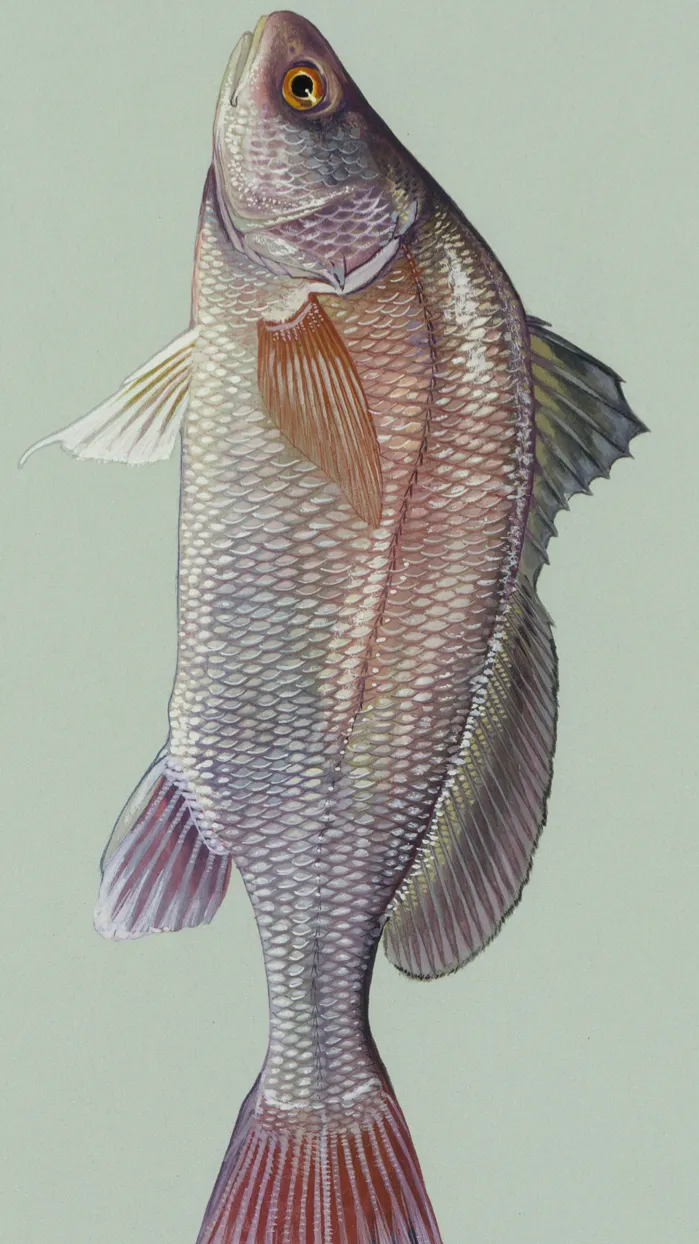 ai character: Freshwater Drum background
