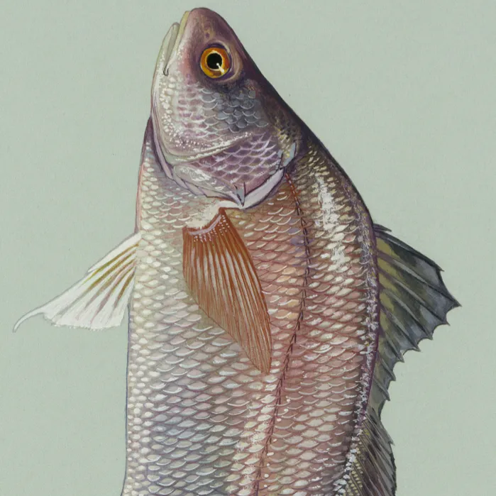 chat with ai character: Freshwater Drum