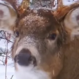 chat with ai character: Mature Buck