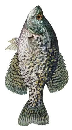 ai character: Black Crappie background