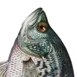 chat with ai character: Black Crappie