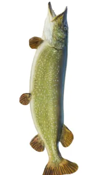 ai character: Northern Pike background