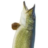 chat with ai character: Northern Pike