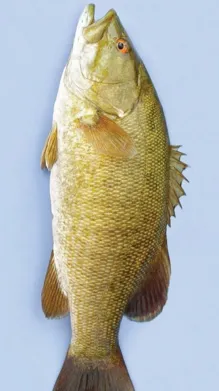 ai character: Smallmouth Bass background