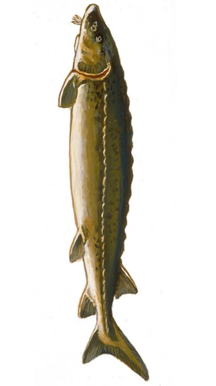 ai character: Lake Sturgeon background