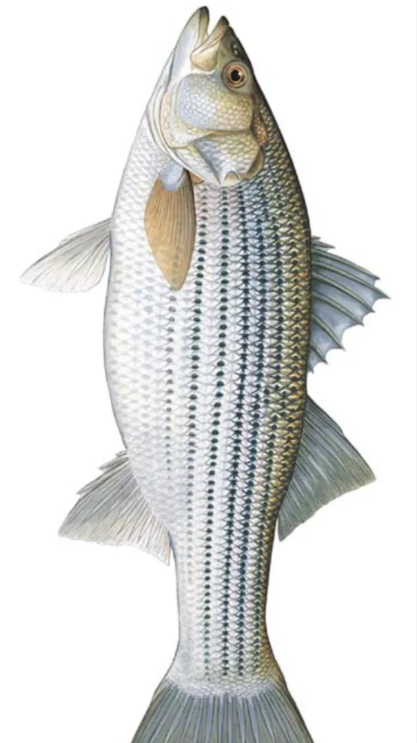 ai character: Striped Bass background