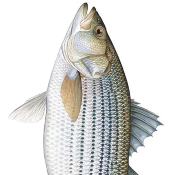 chat with ai character: Striped Bass