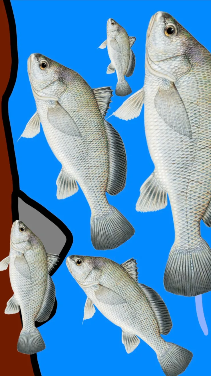 ai character: Freshwater Drums background