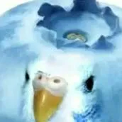 chat with ai character: blueberry parakeet