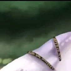 chat with ai character: Light fury 