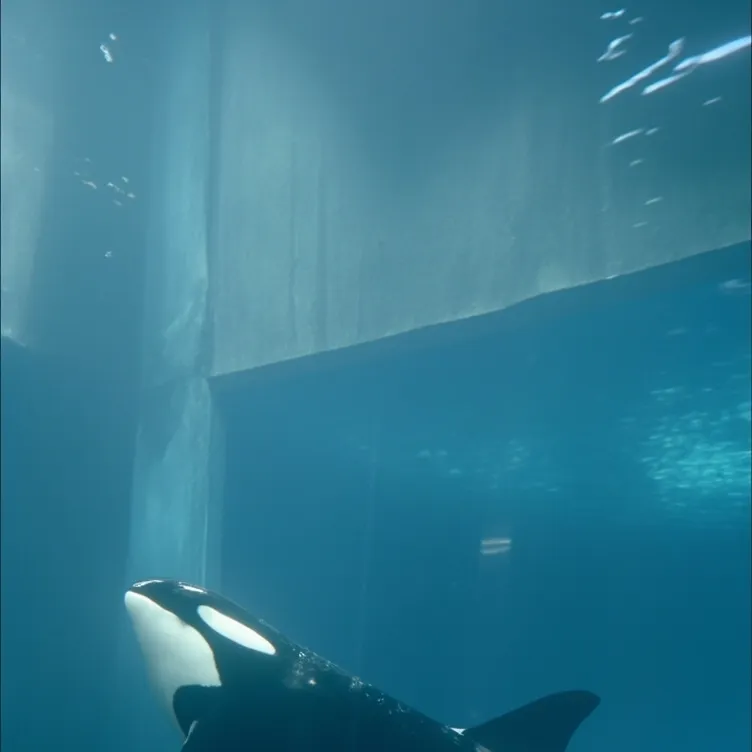 chat with ai character: Seaworld||ultimate