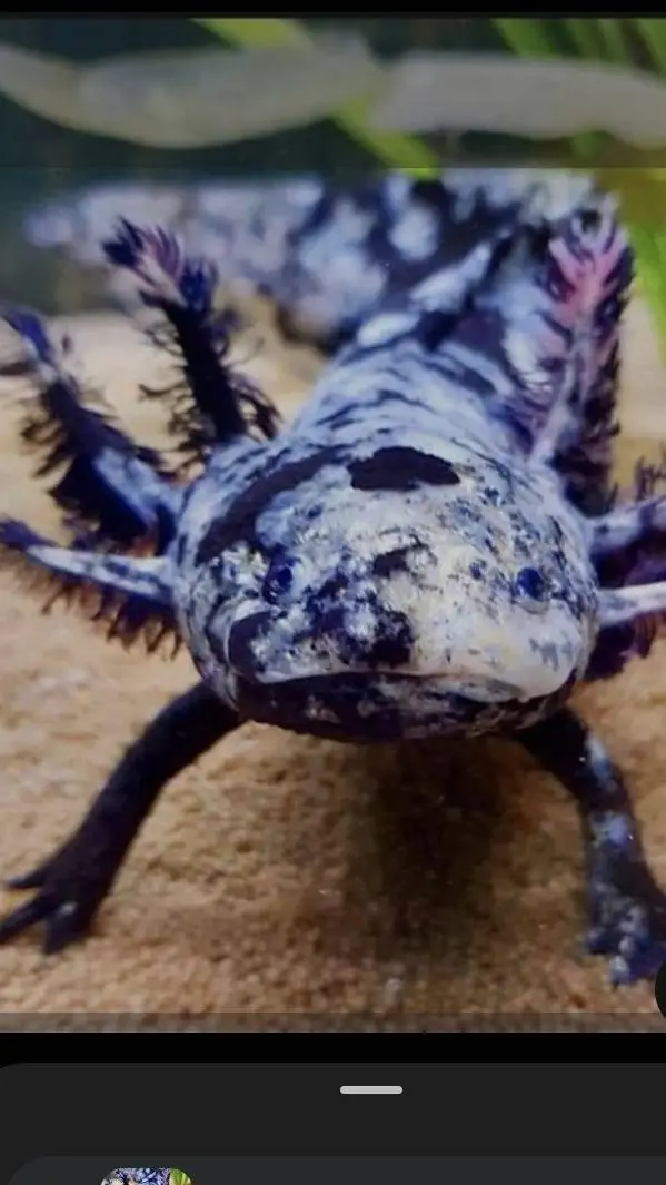 ai character: Pet shop background