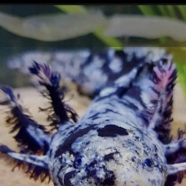 chat with ai character: Pet shop