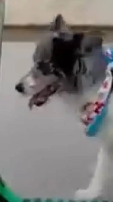 ai character: Dog owner background