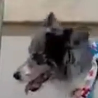 chat with ai character: Dog owner