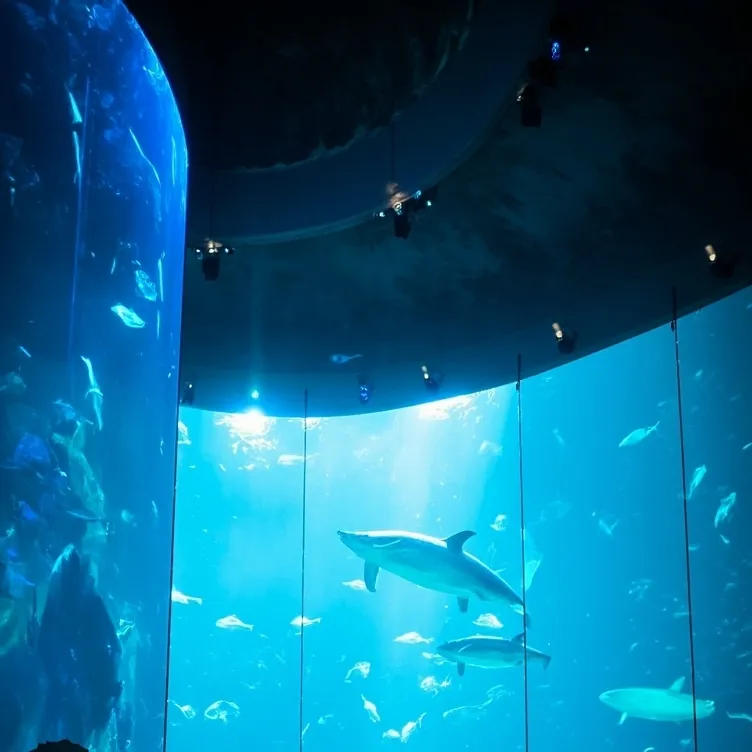 chat with ai character: Pacific Aqua Aquar