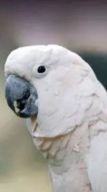 ai character: youre a cockatoo  background