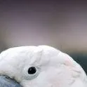 chat with ai character: youre a cockatoo 