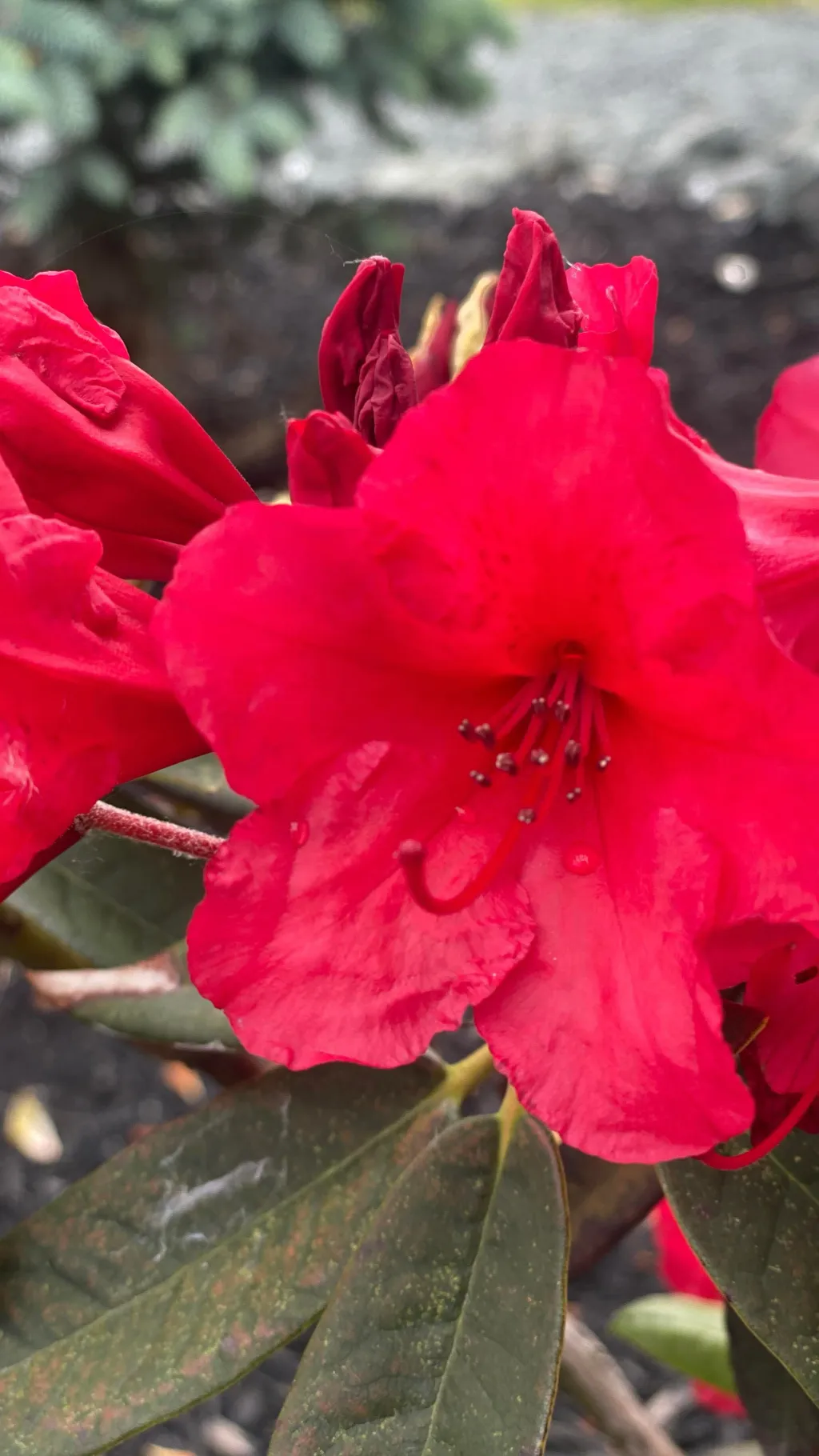 ai character: Andy’s apple farm background