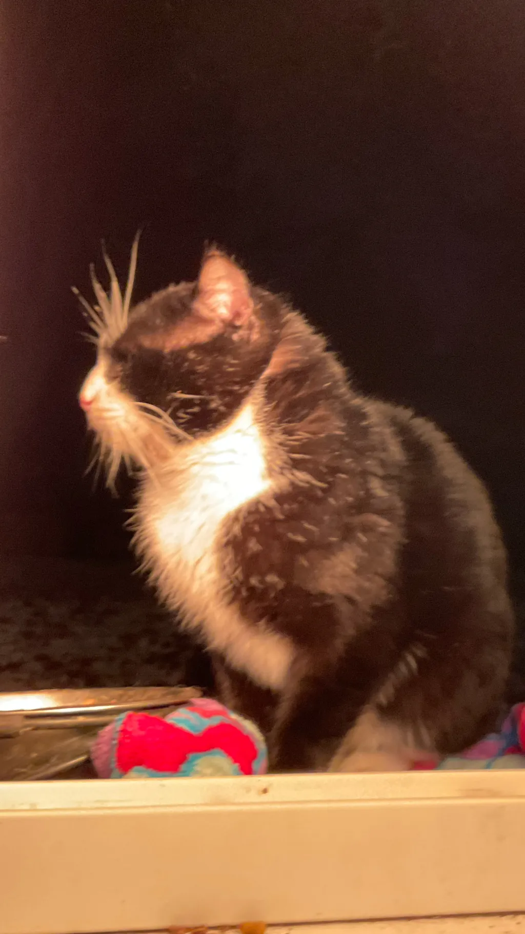 ai character: Andy Apple farm background