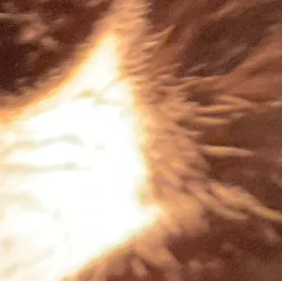 chat with ai character: Andy Apple farm