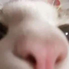 chat with ai character: mhafinds a cutecat