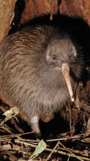 ai character: Kiwi background