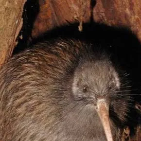 chat with ai character: Kiwi