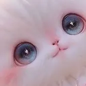 chat with ai character: Amber 
