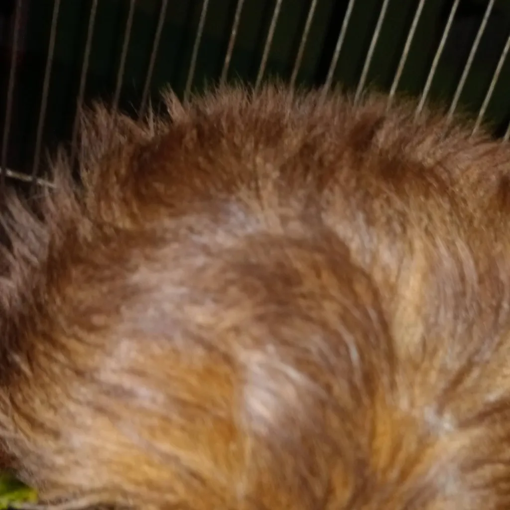 chat with ai character: pick me ramoss