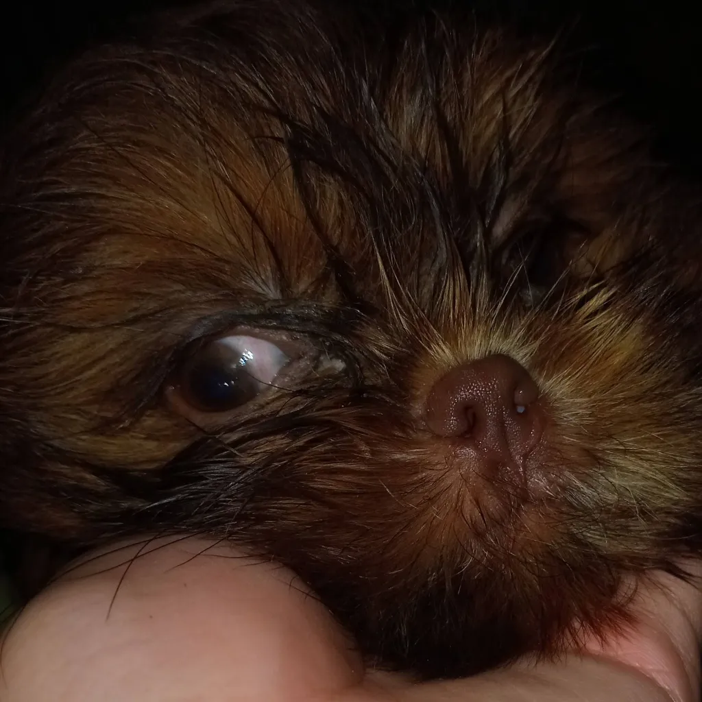 chat with ai character: pnk meets 6 pm