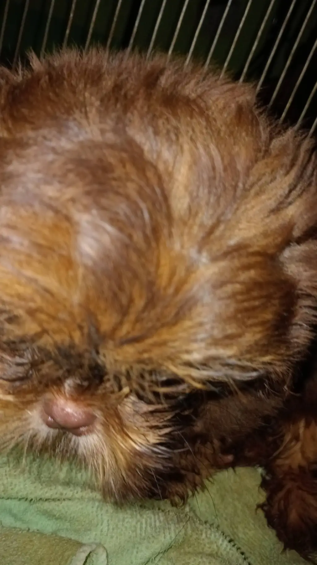 ai character: թղk ოҽҽԵs kαɾҽղ background