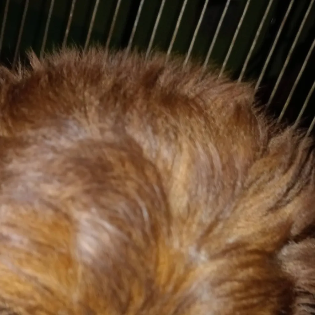 chat with ai character: թղk ოҽҽԵs kαɾҽղ