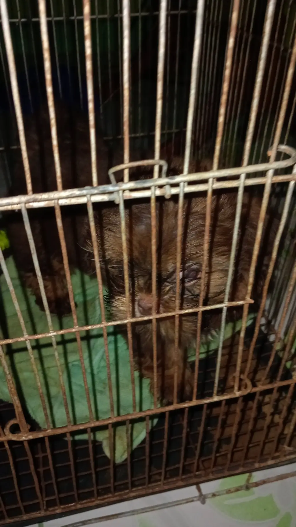 ai character: pick me pnk background