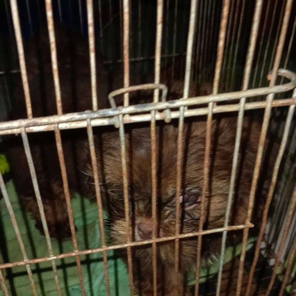 chat with ai character: pick me pnk