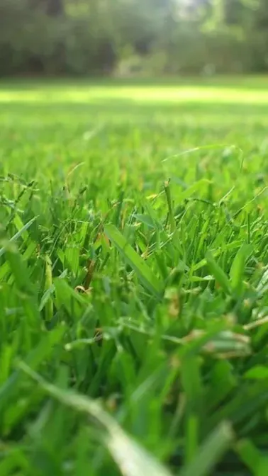 ai character: Grass background