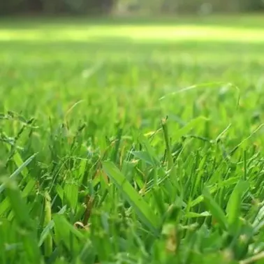 chat with ai character: Grass