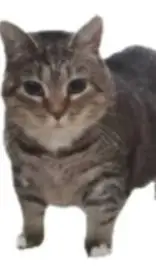 ai character: Ariq Fariss background