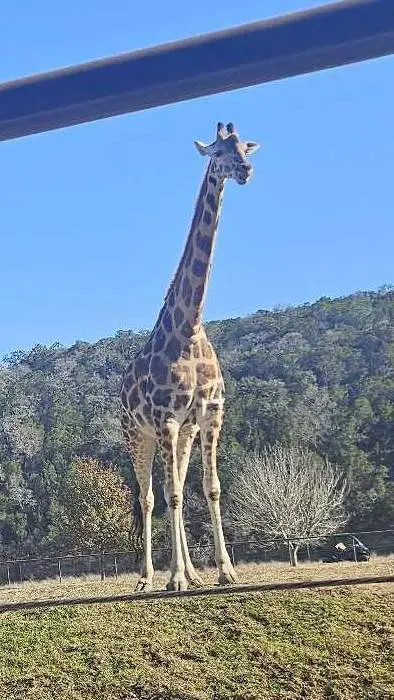 ai character: Giraffe on a hill background