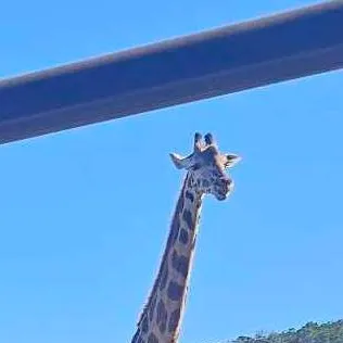 chat with ai character: Giraffe on a hill