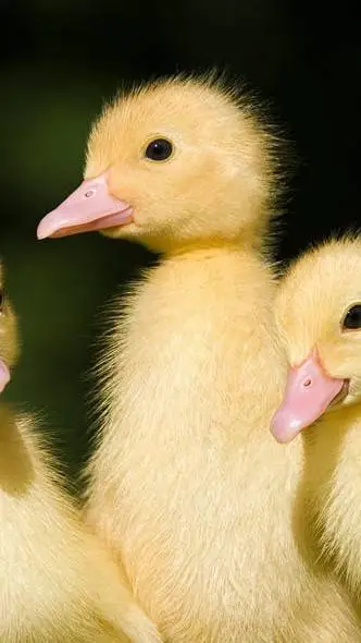 ai character: Lucifer and ducks background