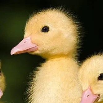 chat with ai character: Lucifer and ducks