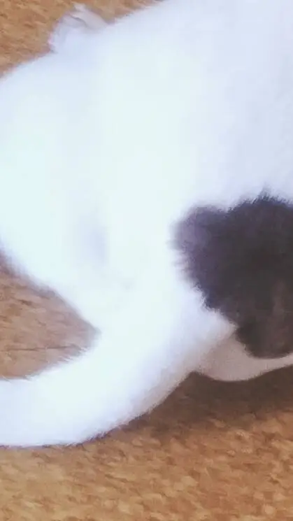 ai character: lockjaw doey background