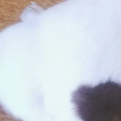 chat with ai character: lockjaw doey