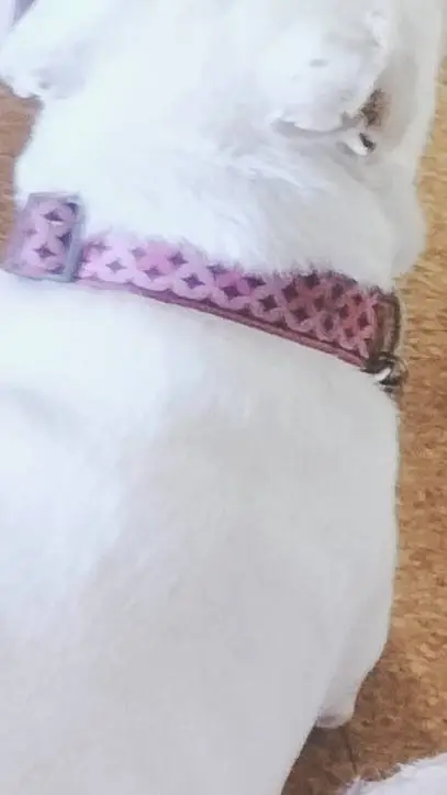 ai character: idk background