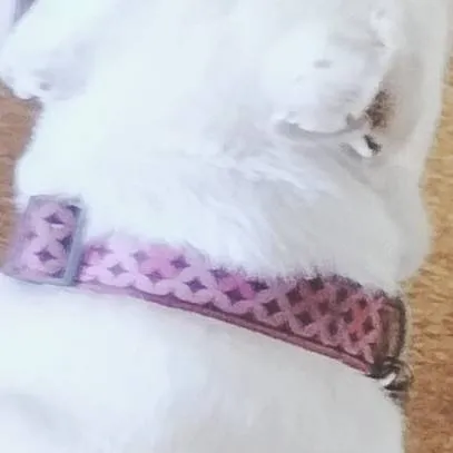 chat with ai character: idk