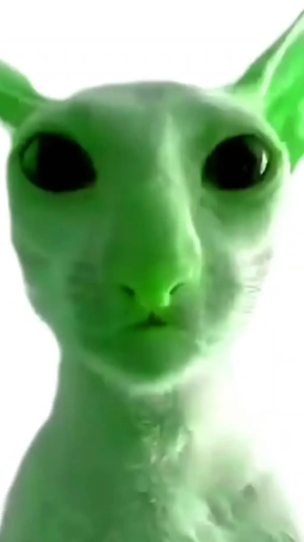 ai character: Alien Cat background